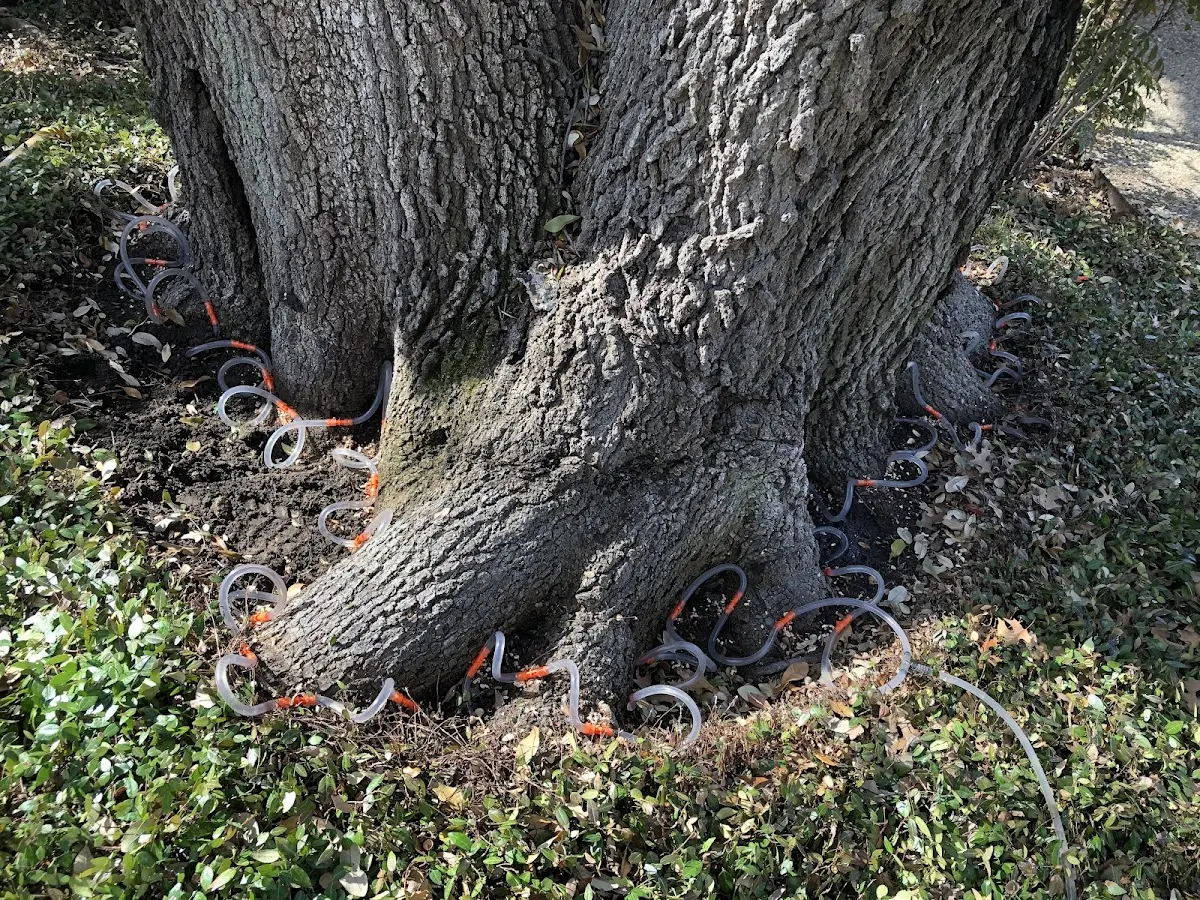 Detailed Tree Cabling and Bracing job site in Mont Clare