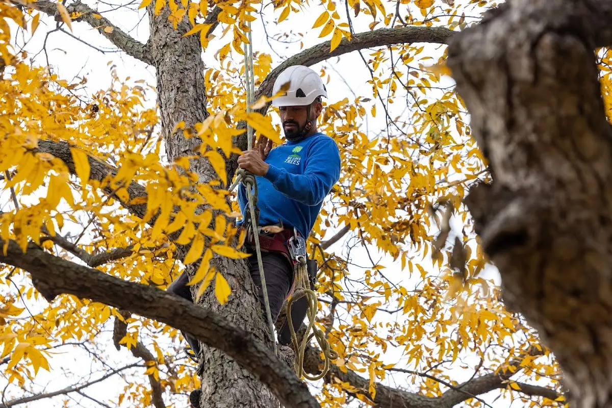 Skilled Tree Pruning crew working in Mont Clare